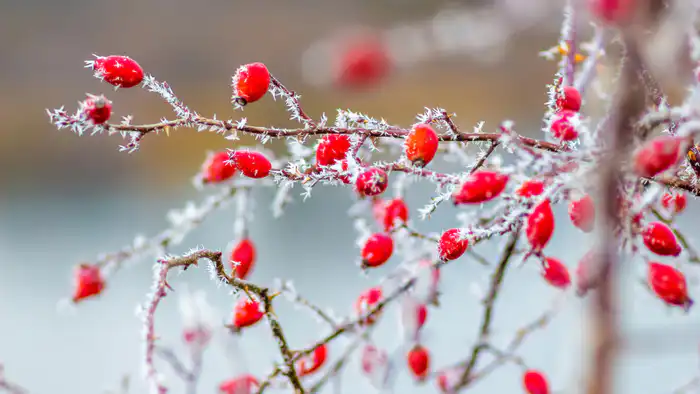 Казахстан готовится к сильным морозам: температура опустится до -38°C {city2}