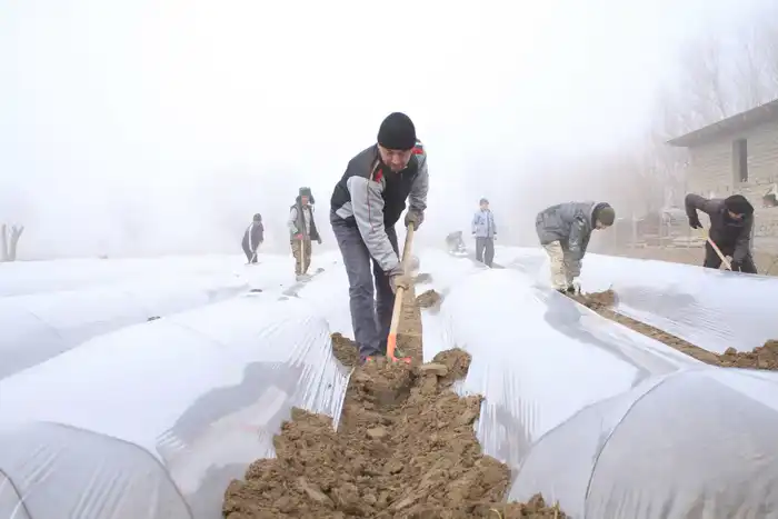 В ТУРКЕСТАНСКОЙ ОБЛАСТИ НАЧАЛАСЬ ПОСАДКА РАННИХ ОВОЩНЫХ КУЛЬТУР (4)
