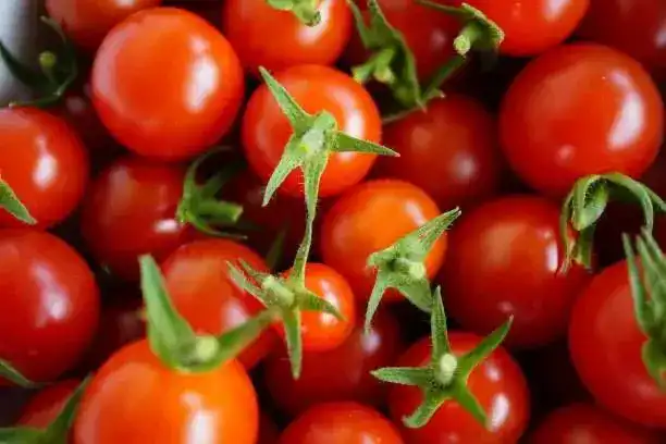 Зараженные семена томатов из Кореи угрожают сельскому хозяйству Казахстана {city2}