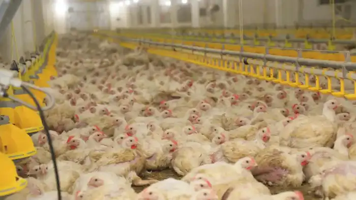 Новый птичник с климат-контролем на птицефабрике Акнар в Карагандинской области {city2}