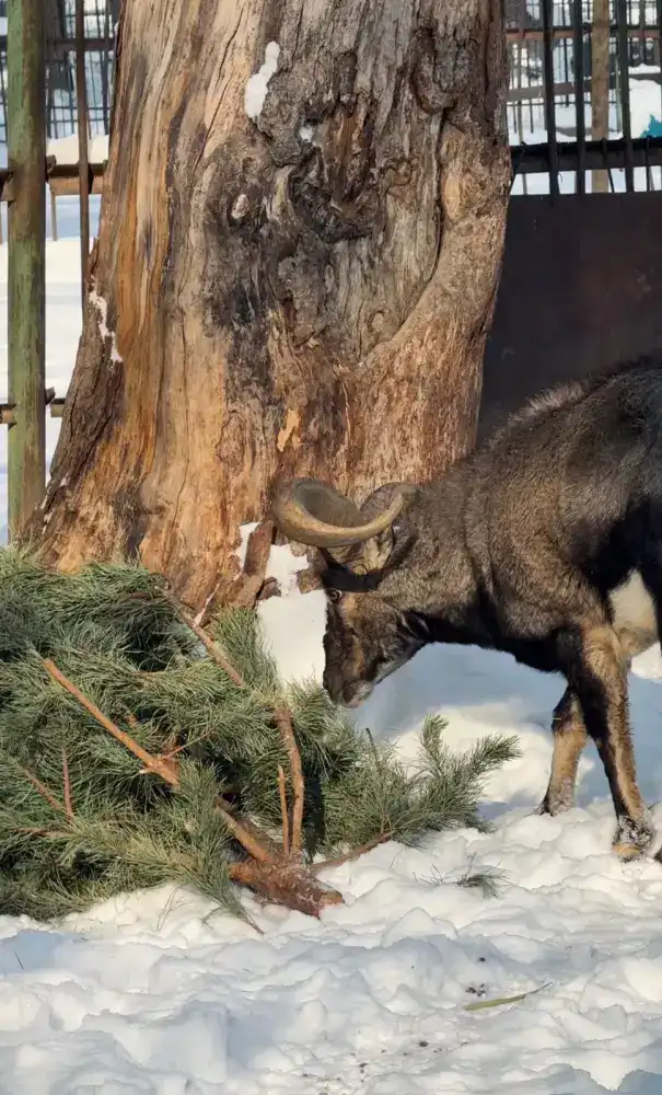 Алматинцы объединяются ради экологии: более 50 жителей сдали новогодние ели в зоопарк {city2}