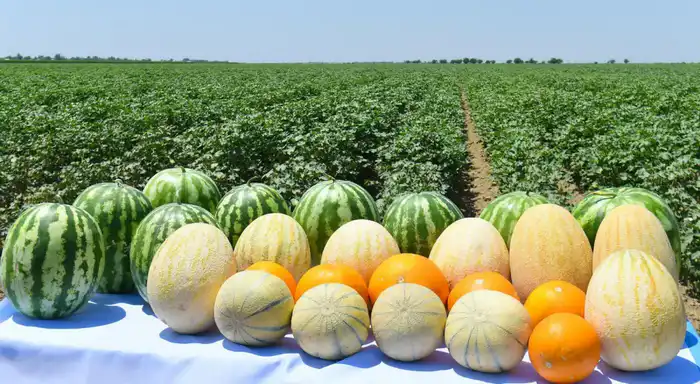 Туркестанская область: Золотая нива, приносящая рекорды в аграрном секторе {city2}