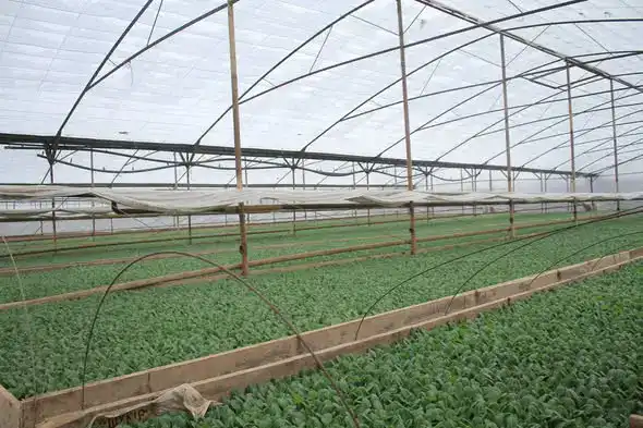 В ТУРКЕСТАНСКОЙ ОБЛАСТИ ЗАЦВЕЛИ РАННИЕ ОВОЩИ: НОВЫЙ УРОЖАЙ НА ГОРИЗОНTE {city2}