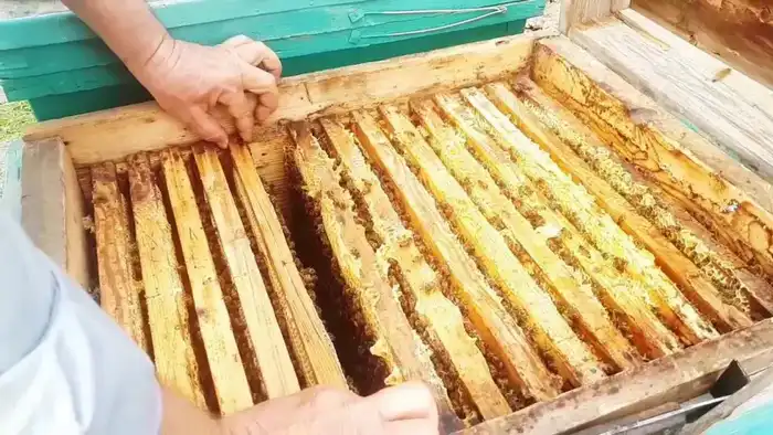 Казахстан: пресечен незаконный транзит меда {city2}