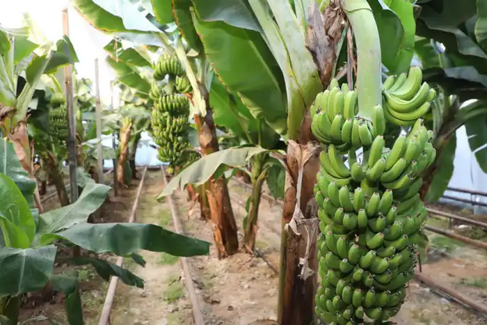 Выращивание бананов Кавендиш в Сарыагашском районе {city2}