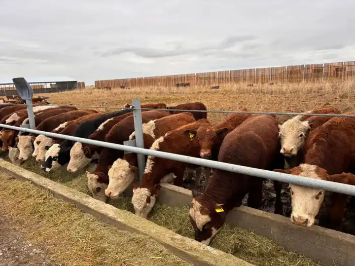 В Казахстане фермеры объединяются в стаю для защиты и роста {city2}