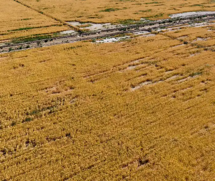 Вода как щит: как эффективное использование ресурсов укрепляет национальную безопасность Туркестанской области {city2}