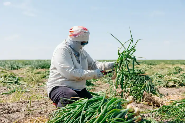 В рамках госпрограмм оказана поддержка 232 хозяйствам, в регионе выросло поголовье скота (3)