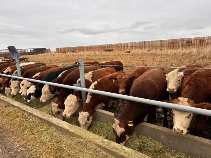 Развитие малого предпринимательства в Аксуатском районе: новые инвестиции и инфраструктурные проекты {city2}