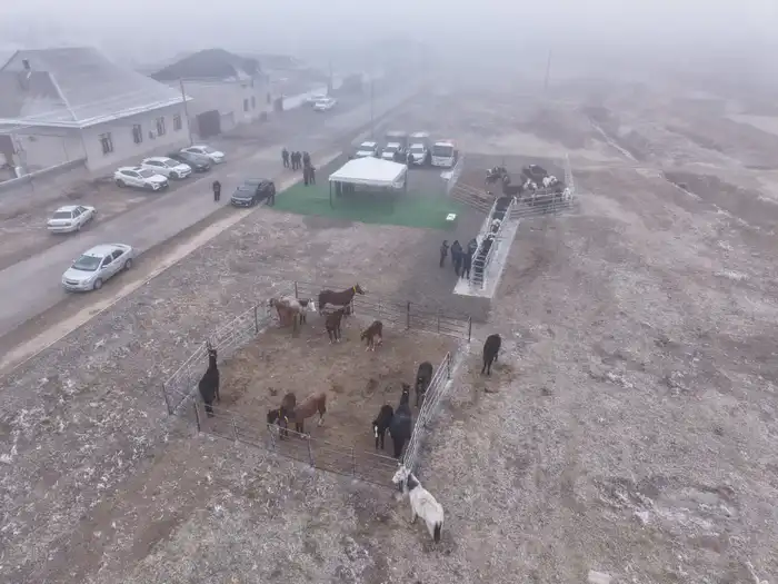 Чипирование животных в Туркестанской области: шаг к улучшению ветеринарной безопасности и учету животных {city2}