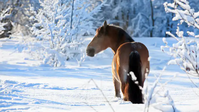 Сильные морозы и снегопады в Казахстане: как экстремальные погодные условия влияют на жизнь и повседневные дела граждан {city2}