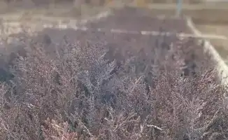 Леса Туркестанской области: Будущее в руках заботливых лесоводов