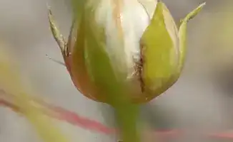 Ускоренная селекция льна в Казахстане с использованием технологии SPEED BREEDING