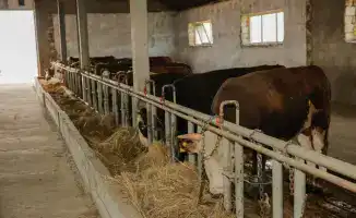 Атырау демонстрирует рост агропромышленного комплекса благодаря поддержке 232 хозяйств и увеличению поголовья скота