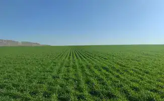 Разработка стратегии развития агропромышленного комплекса в Восточно-Казахстанской области с фокусом на растениеводство и животноводство