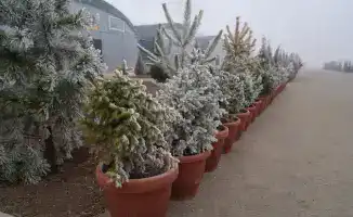 Современный питомник на 10 гектарах в Туркестане