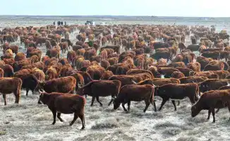 Племенное животноводство в Сузакском районе Туркестанской области рост поголовья крупного рогатого скота