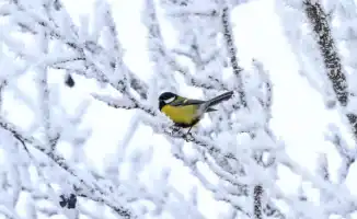 Казахстан в ледяном плену: 38-градусные морозы окутали страну, синоптики предсказывают суровые испытания на 13-15 января