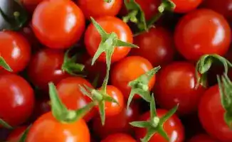 Зараженные семена томатов из Кореи угрожают сельскому хозяйству Казахстана