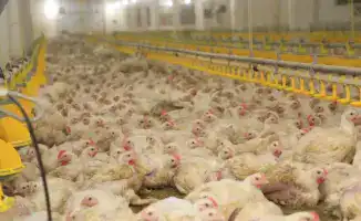 Новый птичник с климат-контролем на птицефабрике Акнар в Карагандинской области