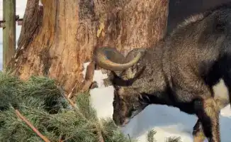 Алматинцы объединяются ради экологии: более 50 жителей сдали новогодние ели в зоопарк