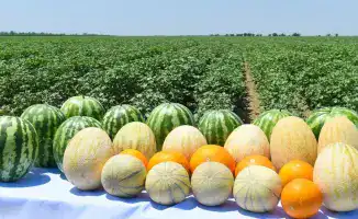 Туркестанская область: Золотая нива, приносящая рекорды в аграрном секторе