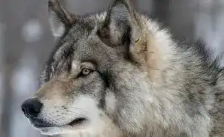 Борьба за выживание в лесах Казахстана