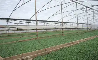 В ТУРКЕСТАНСКОЙ ОБЛАСТИ ЗАЦВЕЛИ РАННИЕ ОВОЩИ: НОВЫЙ УРОЖАЙ НА ГОРИЗОНTE