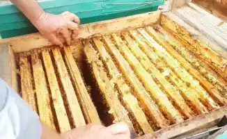 Казахстан: пресечен незаконный транзит меда