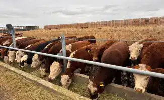 В Казахстане фермеры объединяются в стаю для защиты и роста