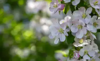 Рост туристов в национальных парках Жетісу