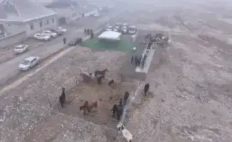 Чипирование животных в Туркестанской области: шаг к улучшению ветеринарной безопасности и учету животных