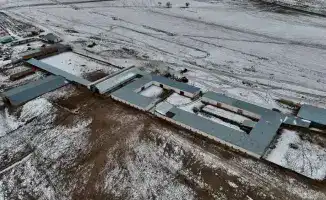 Молочная мечта: в Алматинской области вырастет ферма на 1200 голов