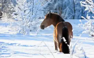 Сильные морозы и снегопады в Казахстане: как экстремальные погодные условия влияют на жизнь и повседневные дела граждан