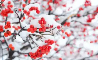 Казахстан в плену зимних метелей: сильные морозы окутывают страну после снегопада