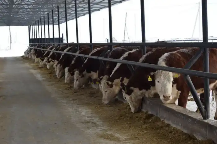 ТОО «Свободное» развивает животноводство в Сандыктауском районе (3)