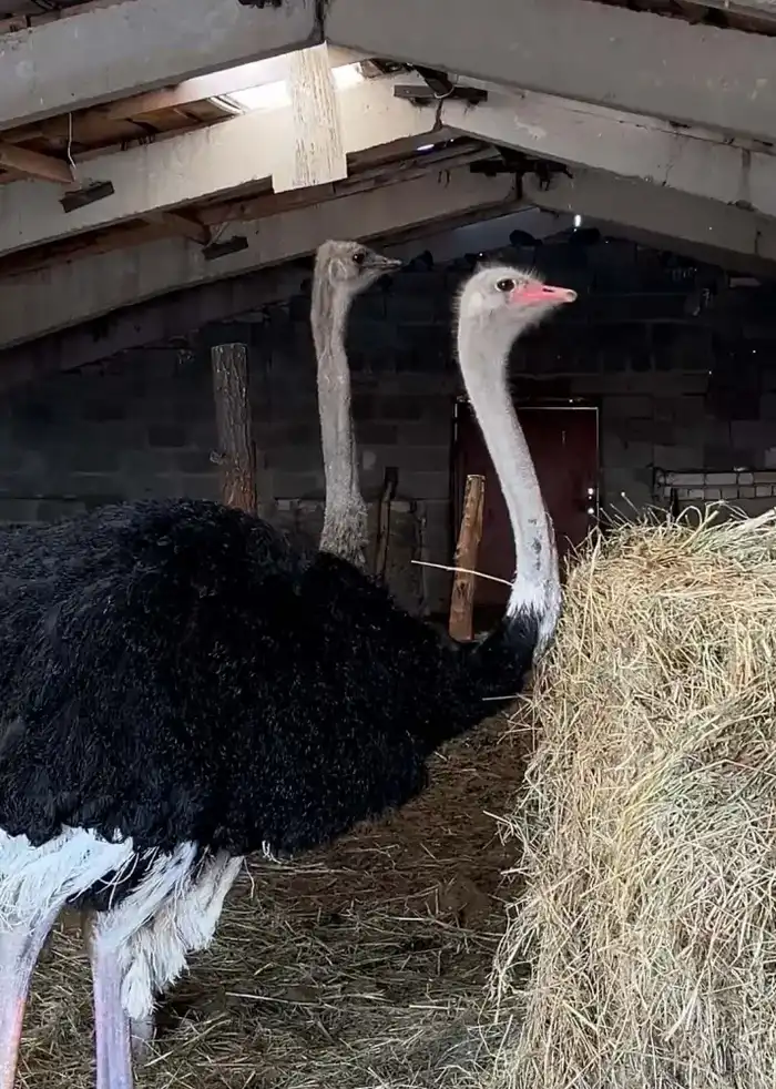 «Ауыл аманаты» - новый шанс для сельского предпринимательства (2)