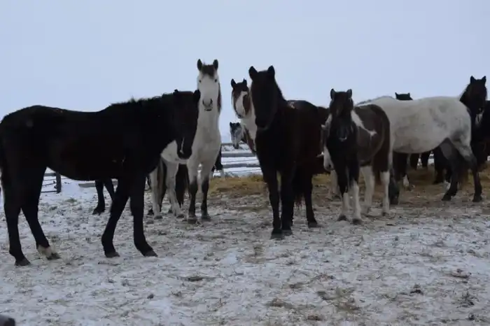 В ТОО «Агро LAKE» из Сандыктауского района животноводство расцветает, как весенний цветок {city2}