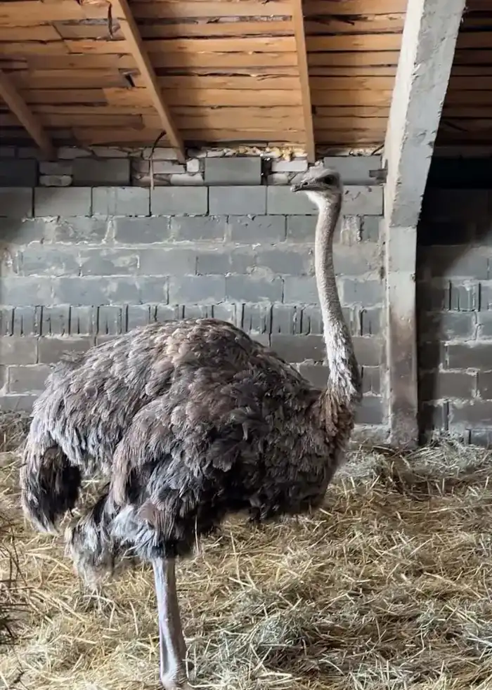 «Ауыл аманаты» - новый шанс для сельского предпринимательства (3)