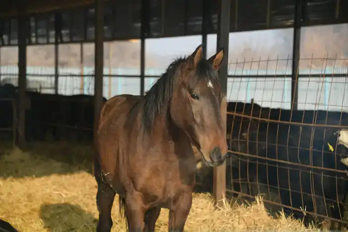Развитие животноводства в Жетісу: более трех тысяч хозяйств и 2,3 миллиона сельхозживотных {city2}