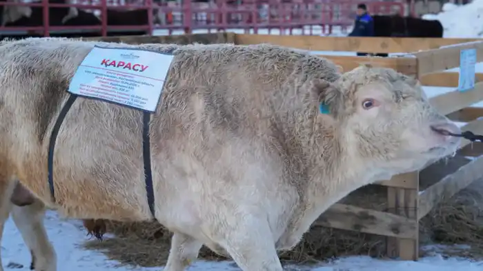 Актуальные вопросы племенного животноводства и селекционной работы в Астане {city2}