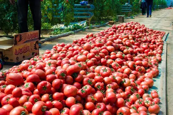 Увеличение производства сельхозпродукции в Мактааральском районе: влияние на продовольственную безопасность региона {city2}