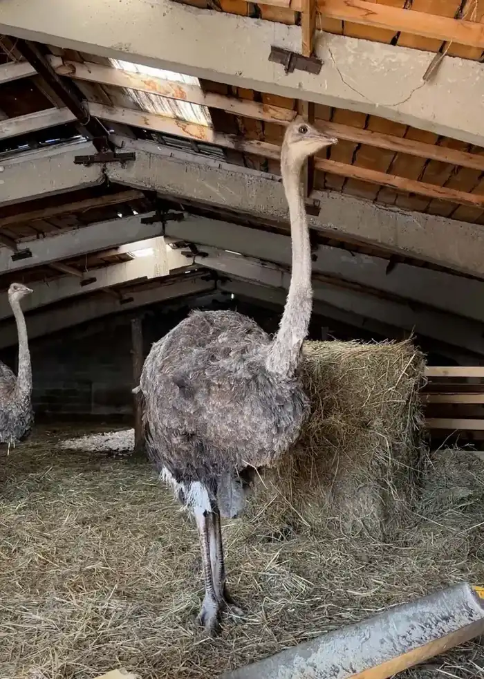 Экзотическое предпринимательство в суровых условиях: фермерский опыт разведения страусов в Восточно-Казахстанской области {city2}