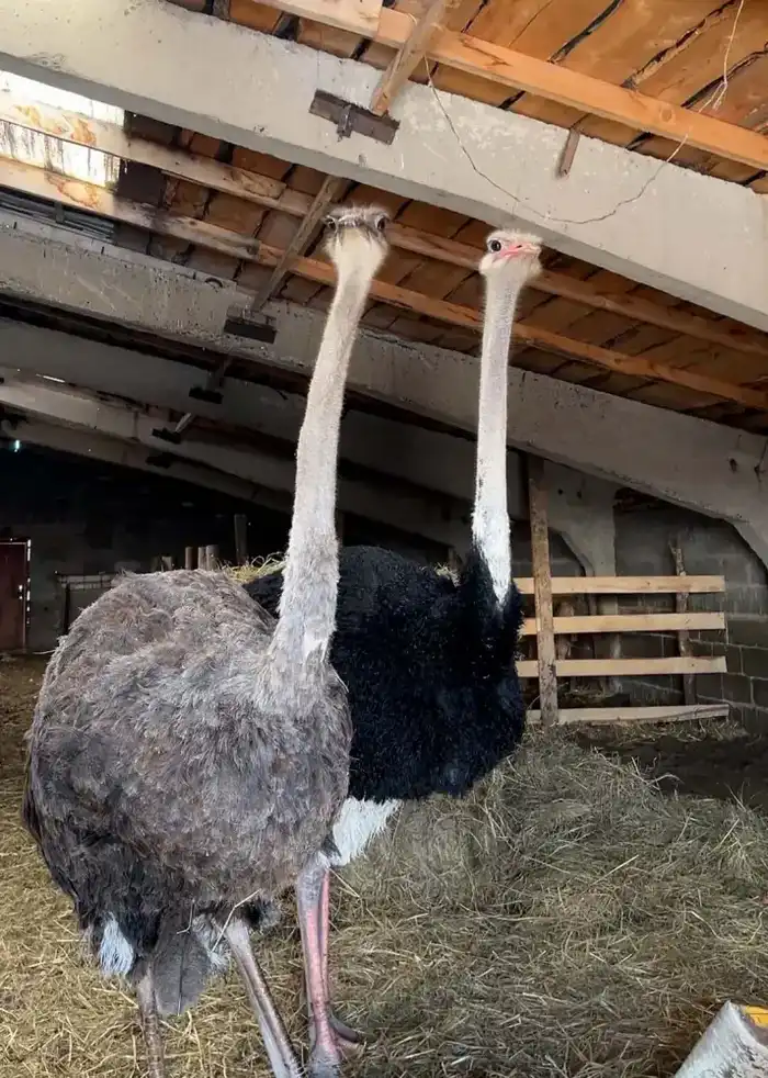 «Ауыл аманаты» - новый шанс для сельского предпринимательства (4)