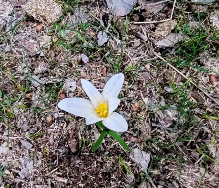 Птицы вернулись, подснежники распустились: весна в Туркестане! {city2}