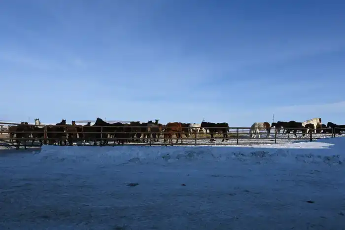 В ТОО «Агро LAKE» из Сандыктауского района развивается животноводство (4)
