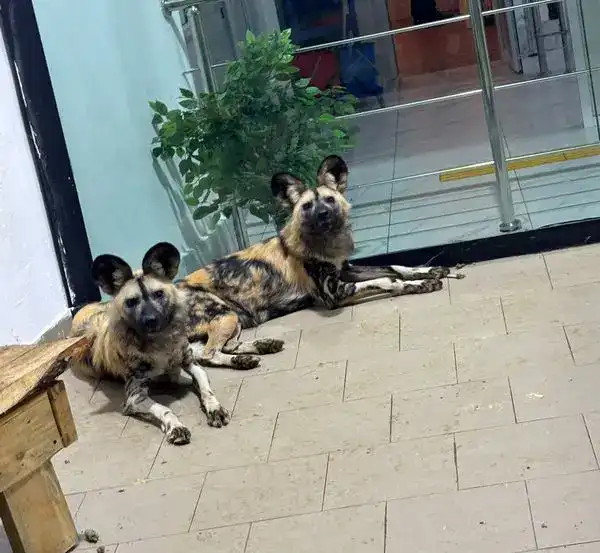 Краснокнижные гиены и гиеновидные собаки появились в Карагандинском зоопарке (3)