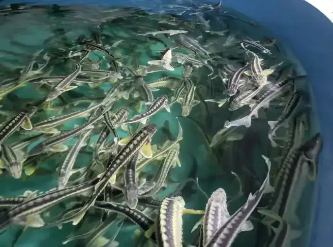 С 2027 года аквакультура под контролем E-Fish! {city2}