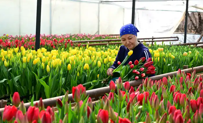 Семья из Жетісу вырастила 60 тысяч тюльпанов к Международному женскому дню для местных магазинов {city2}