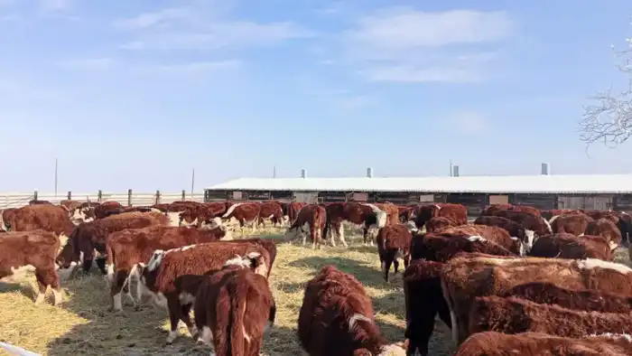 Увеличение числа племенных хозяйств в Аксуатском районе: тенденции и прогнозы {city2}